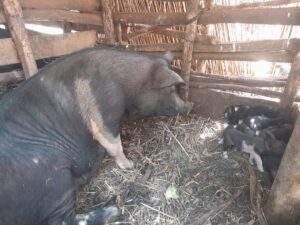 Patricia Malizani from Ng'ona Support group one of the beneficiaries, enjoying the fruits of Pig initiative under Mirriam Foundation